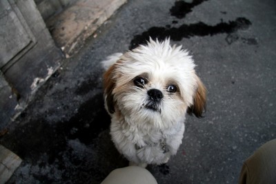 Cute Dog By Amaury Laparra at www.flickr.com