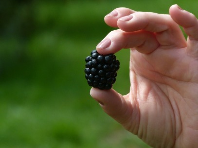 blackberry-412571_1280